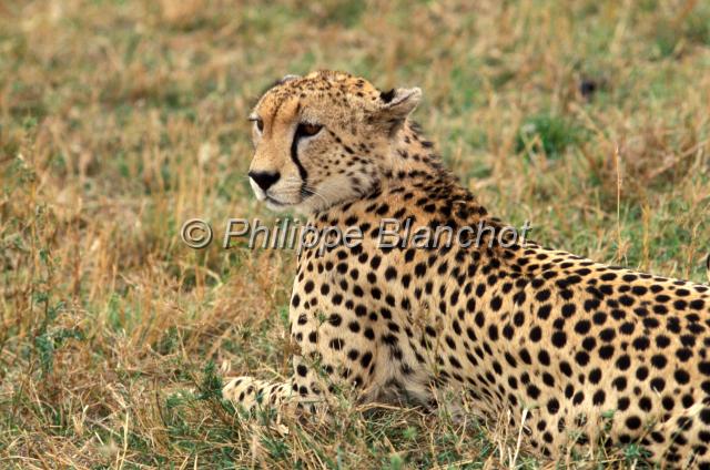 kenya 42.JPG - GuépardCheetahAcinonyx jubatusRéserve de Masai MaraMasai Mara National ReserveKenya